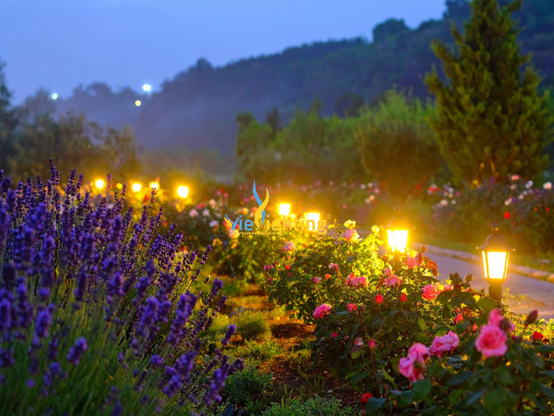 Đèn cây sân vườn thấp